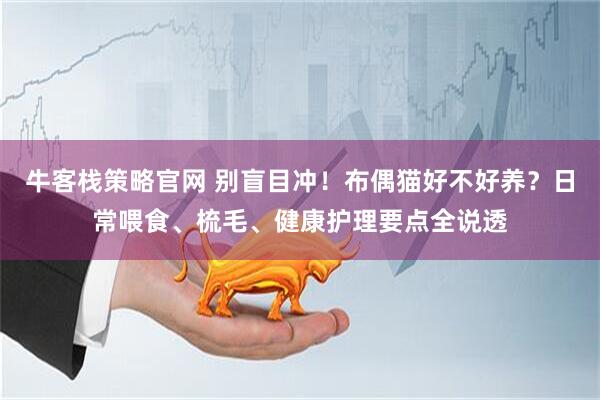 牛客栈策略官网 别盲目冲！布偶猫好不好养？日常喂食、梳毛、健康护理要点全说透